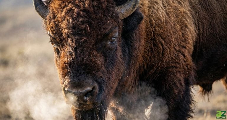 Detailed close-up of an American bison's face with steam rising from its nose in the cold air.