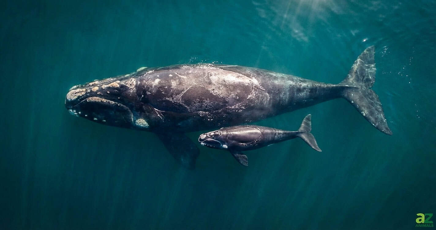 いさな=whale! Scientists Had Never Seen This Elusive Whale Alive—Until Now