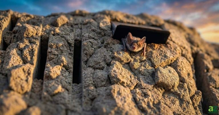 A small brown bat with large ears peeks out from a custom-built alcove in a textured grey wall at dusk.