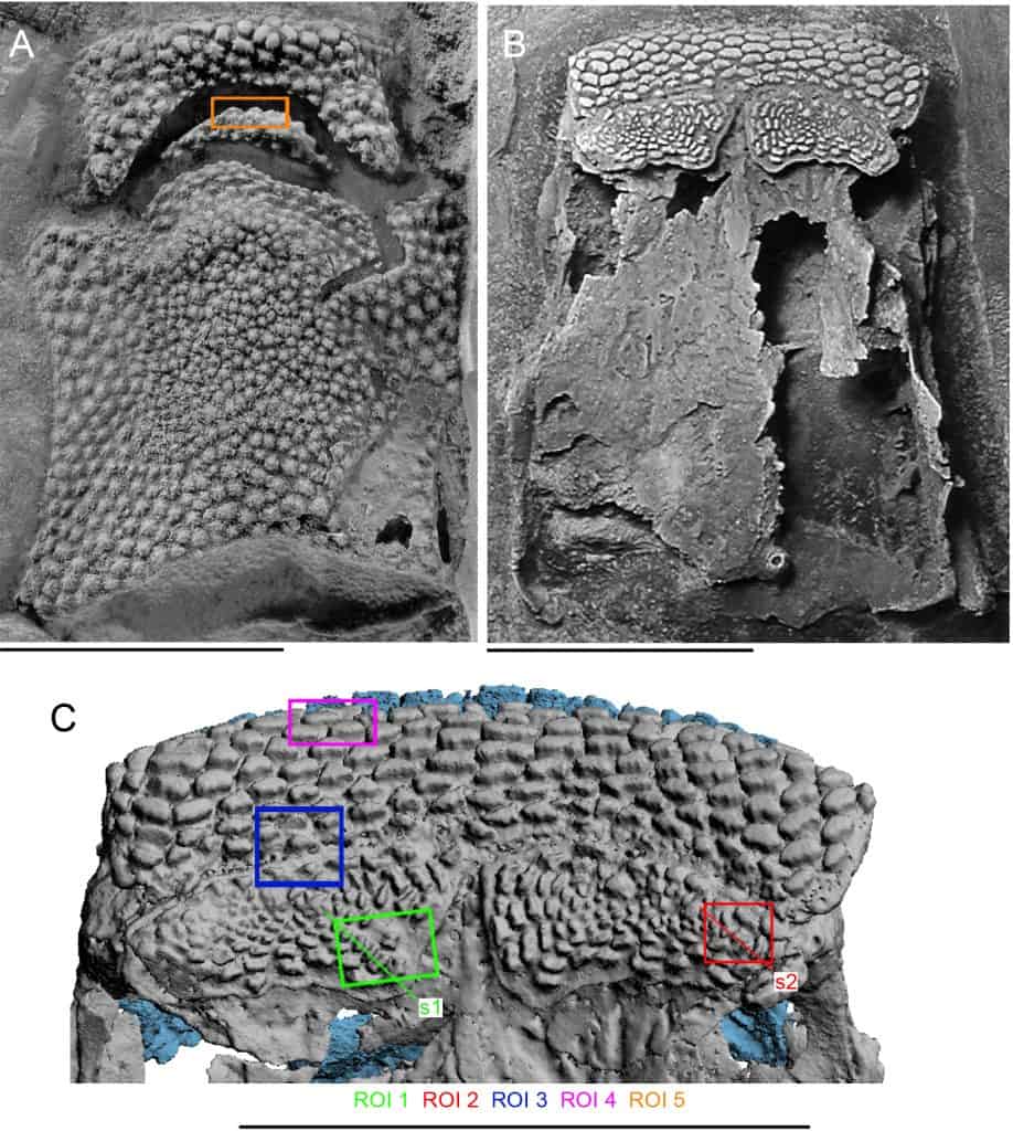 gray bumpy structures that look like part of something bigger