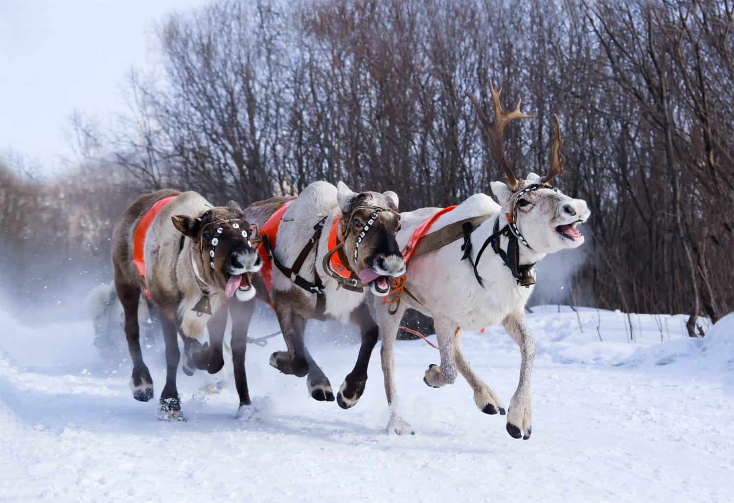North holiday in Murmansk. Team of rein-deers skims over the snow path.