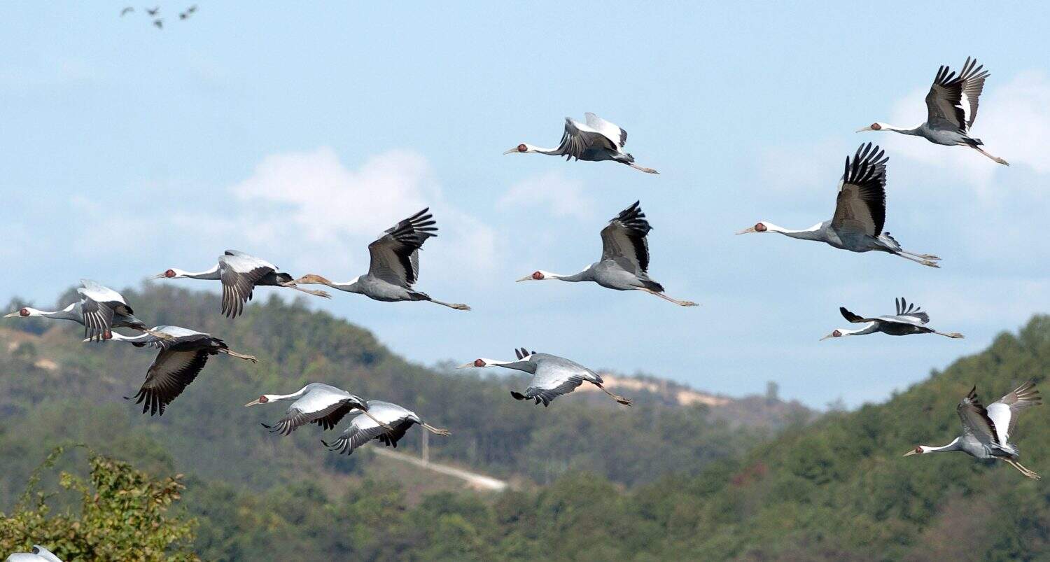The White-naped Crane from the Korean Civilian Line.
