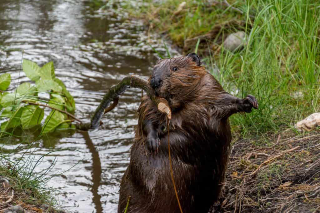 Surprised north american beaver carrying a branch to build its dam