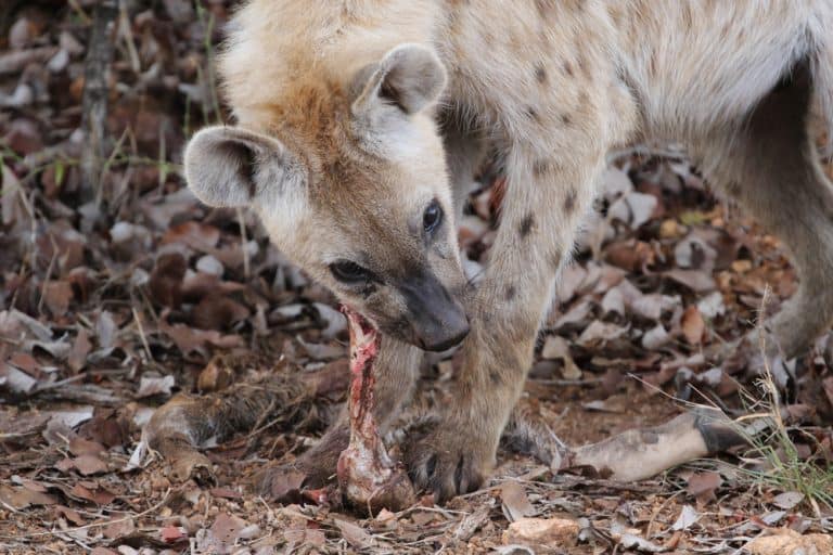 Spotted laughing hyena eating old antelope leg for food, Kruger National Park, South Africa