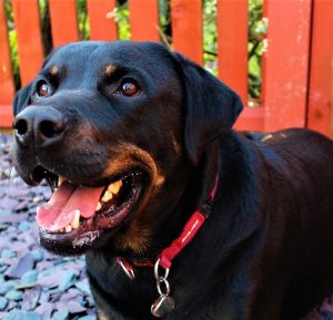 An adult male Rotterman (Rottweiler cross Doberman) dog