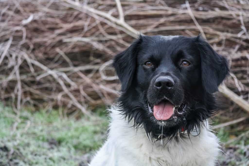 Frisian Stabyhoun Raffi