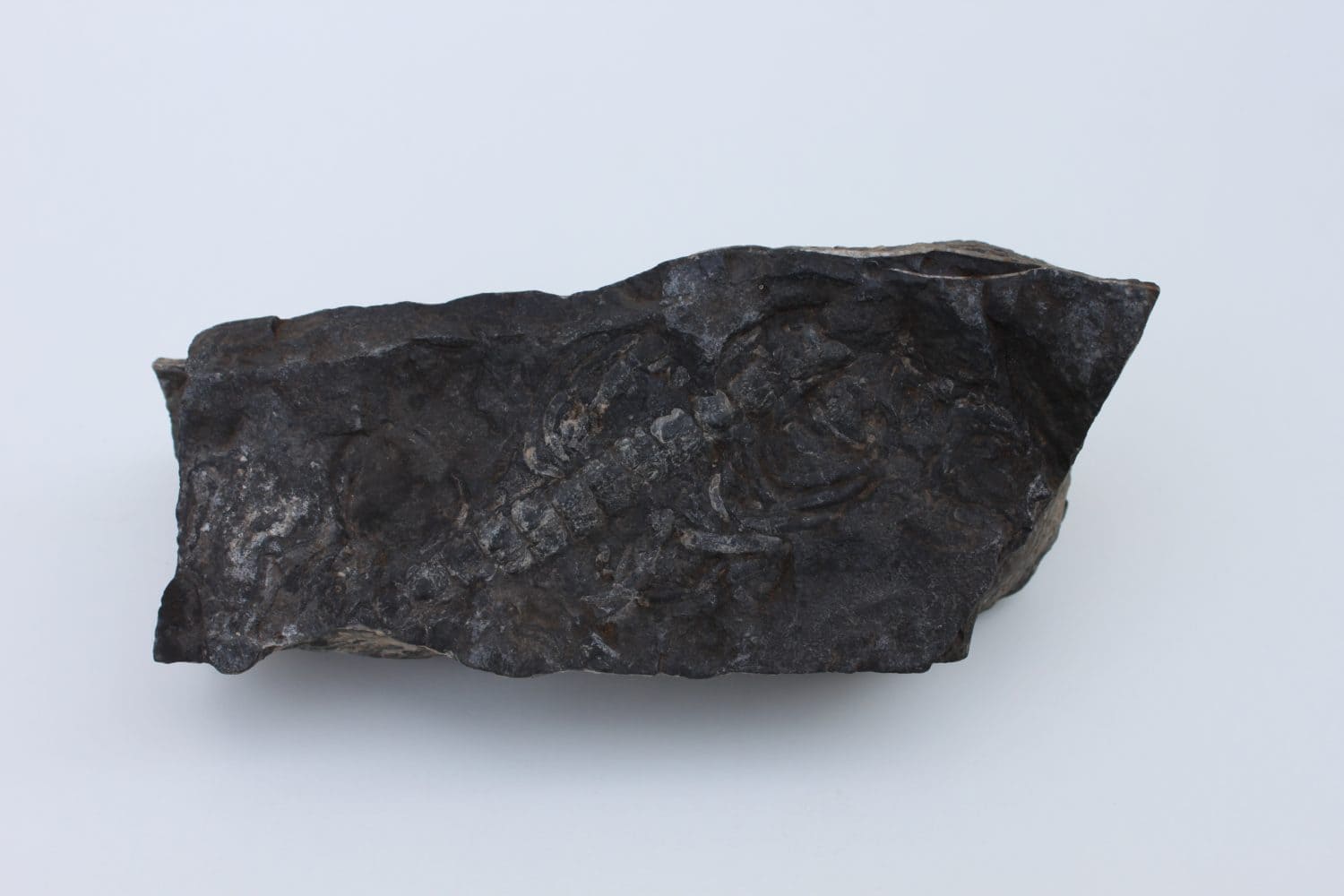 Petrified scorpion in the Triassic period between 250 and 200 million years ago, a piece found in Brazil