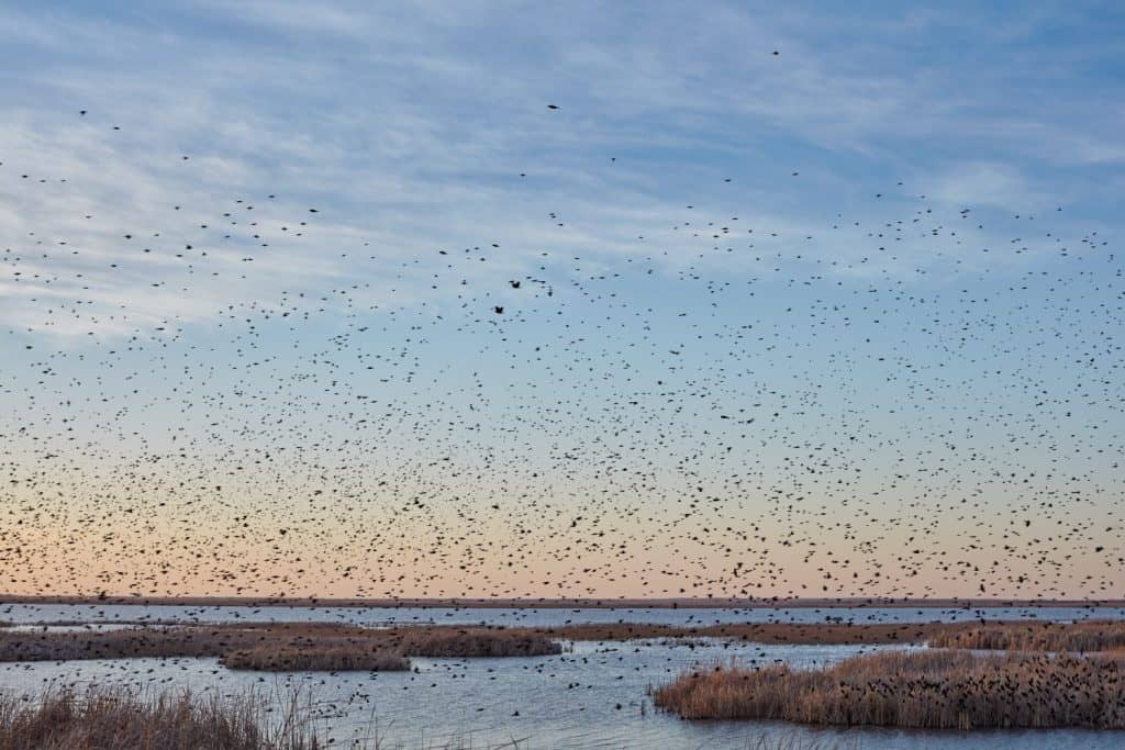 Large flock of migrating blackbirds at sunset silhouetted against an orange sky over the Cheyenne Bottoms wetlands, Kansas