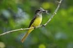 Great Crested Flycatcher