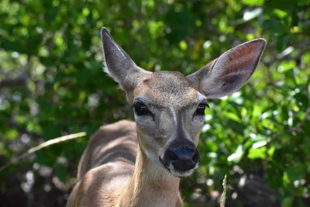 Key Deer, Big Pine Key, Florida Keys