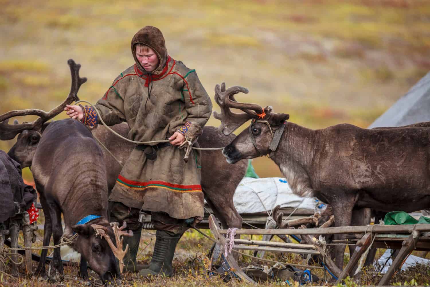  The extreme north, Yamal,   reindeer in Tundra , open area, assistant reindeer breeder,  the men  in national clothes