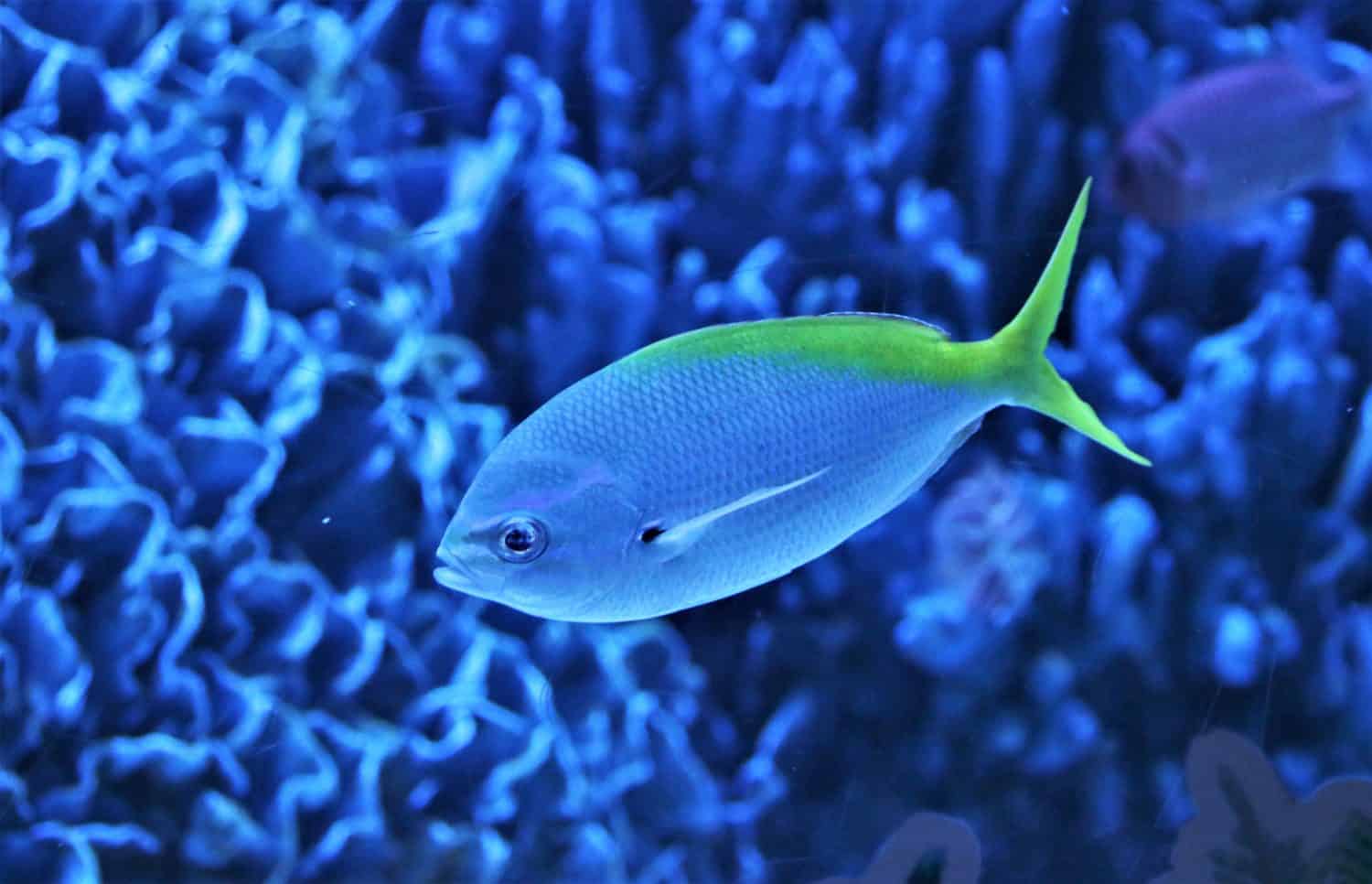 A Yellowtail Fusilier (Red Bellied Fusilier) swimming in marine aquarium. Caesio cuning is marine fish in Lutjanidae family.