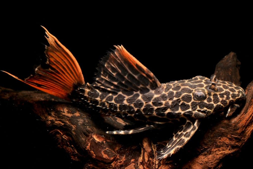 rare Leopard Suckerfish "L600" (Pseudacanthicus leopardus) isolated on black bagground