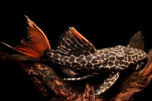 rare Leopard Suckerfish "L600" (Pseudacanthicus leopardus) isolated on black bagground