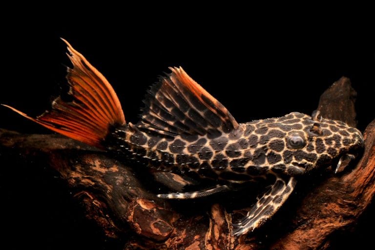 Freshwater Suckerfish