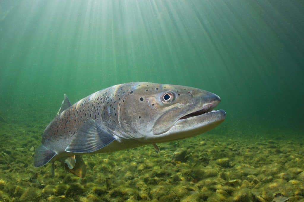 Common huchen (Hucho hucho) swimming in nice river. Beautiful salmonid fish in close up photo. Underwater photography in wild nature. Mountain creek habitat.