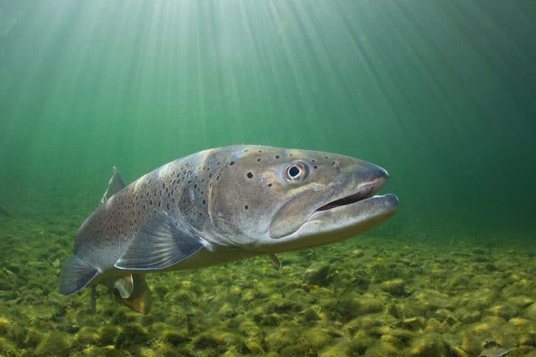 Taimen Fish
