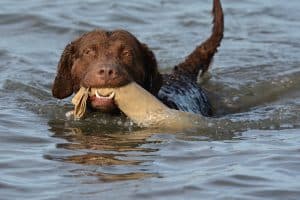 Chesapeake Bay Retriever
