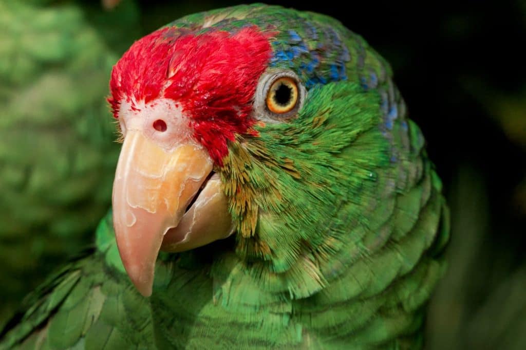 Red-crowned Amazon (Amazona viridigenalis) in aviary, Los Angeles, California, USA