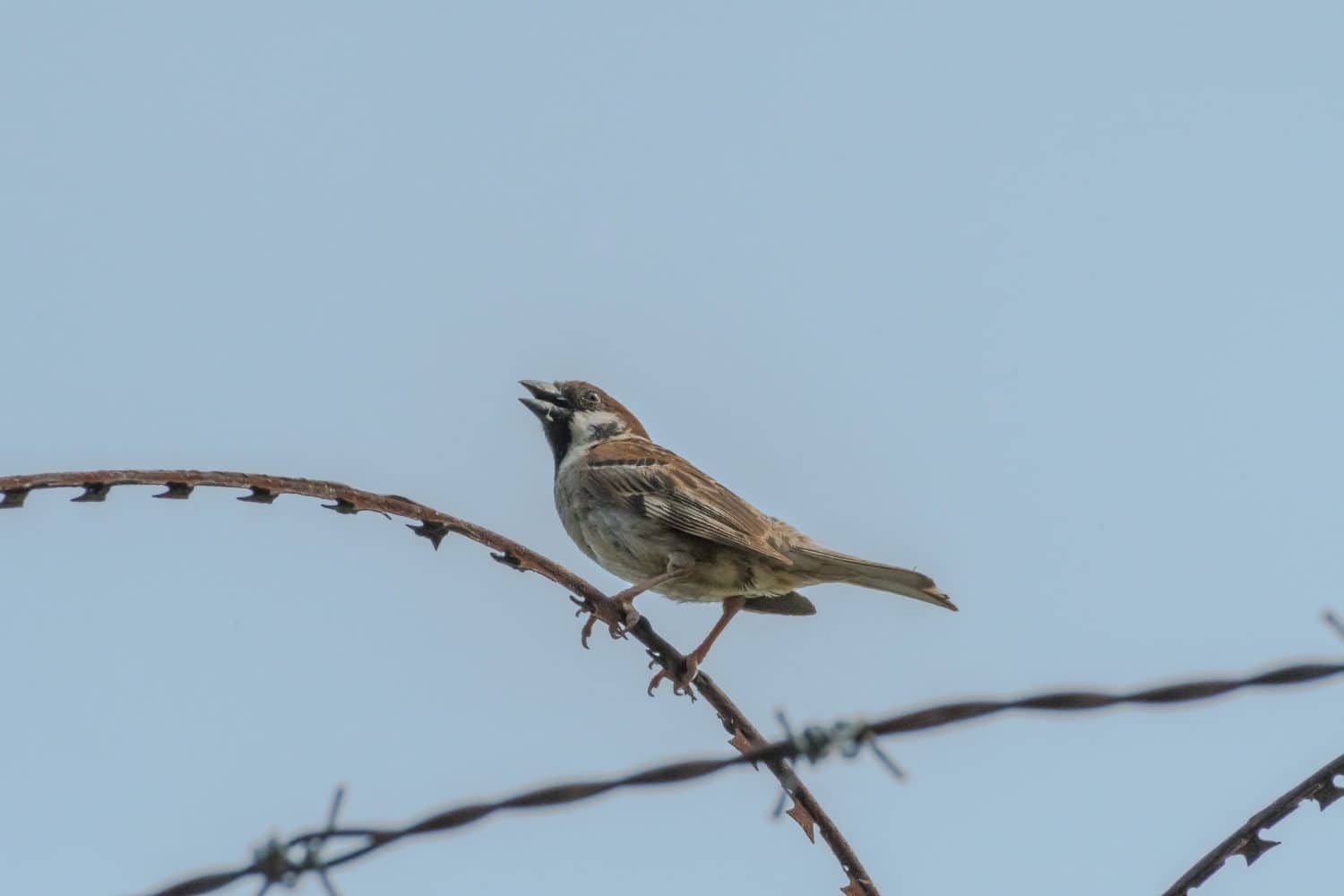 sparrow perching on barbed wire at DMZ in Korea
