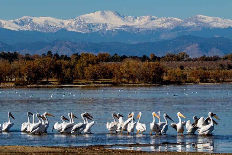 Migrating American white pelicans in autumn, Cherry Creek State Park, suburban Denver, Colorado