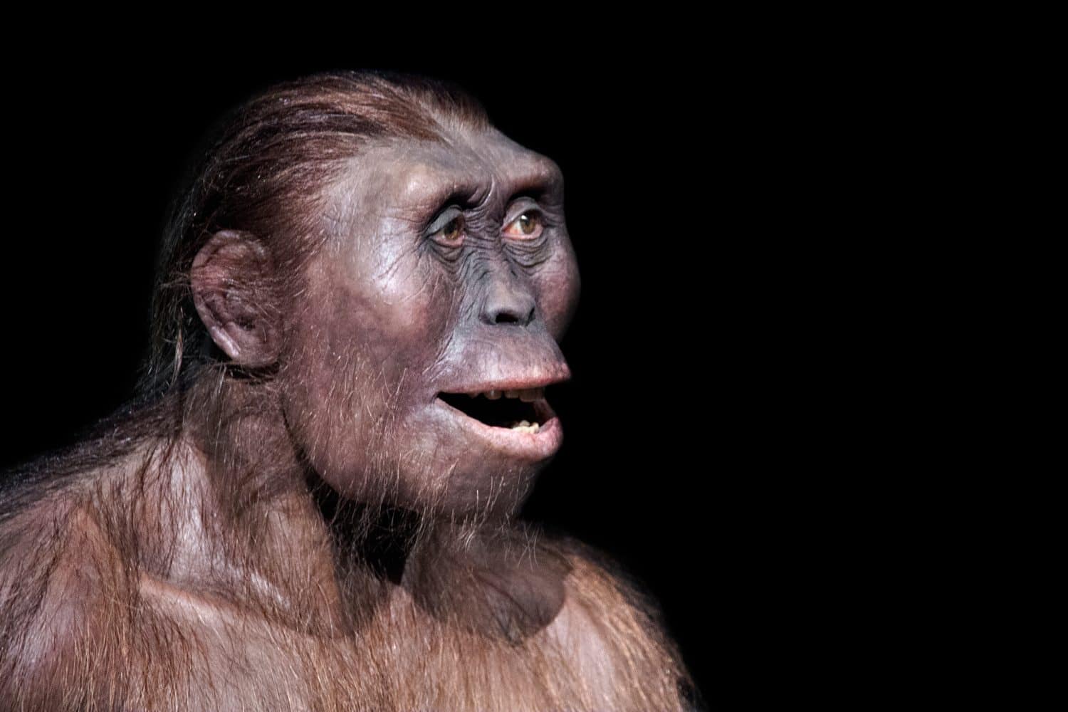 australopithecus afarensis, one of our most ancient ancestors