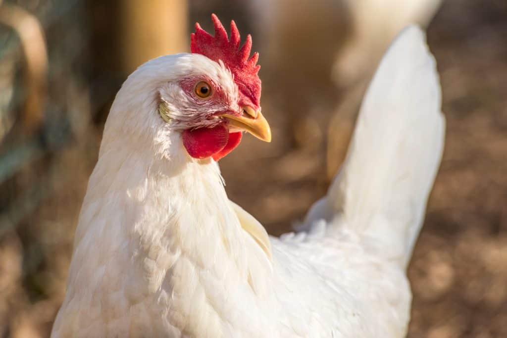 Leghorn chicken close up