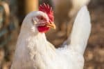 Leghorn chicken