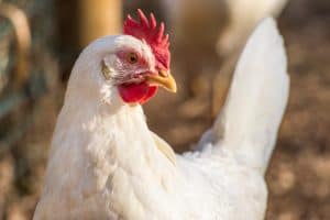 Leghorn chicken close up