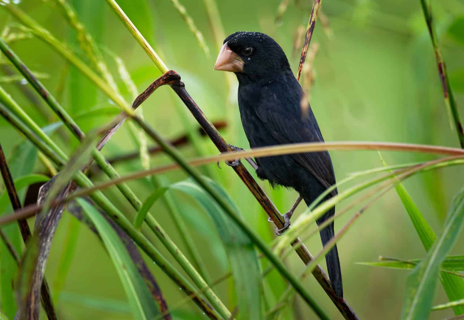 Nicaraguan Seed-finch - Sporophila (Oryzoborus) nuttingi - male bird in the family Thraupidae. It is found in Costa Rica, Nicaragua and northwestern Panama