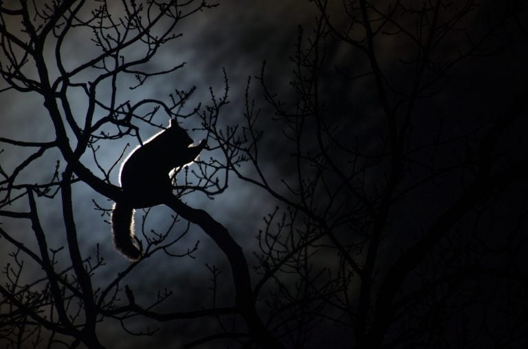 Possum Silhouetted against the Moon