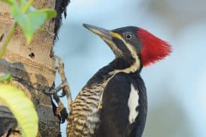Female Lineated Woodpecker (Dryocopus lineatus) feeding on a palm tree in the pantanal, brazil, south america.
