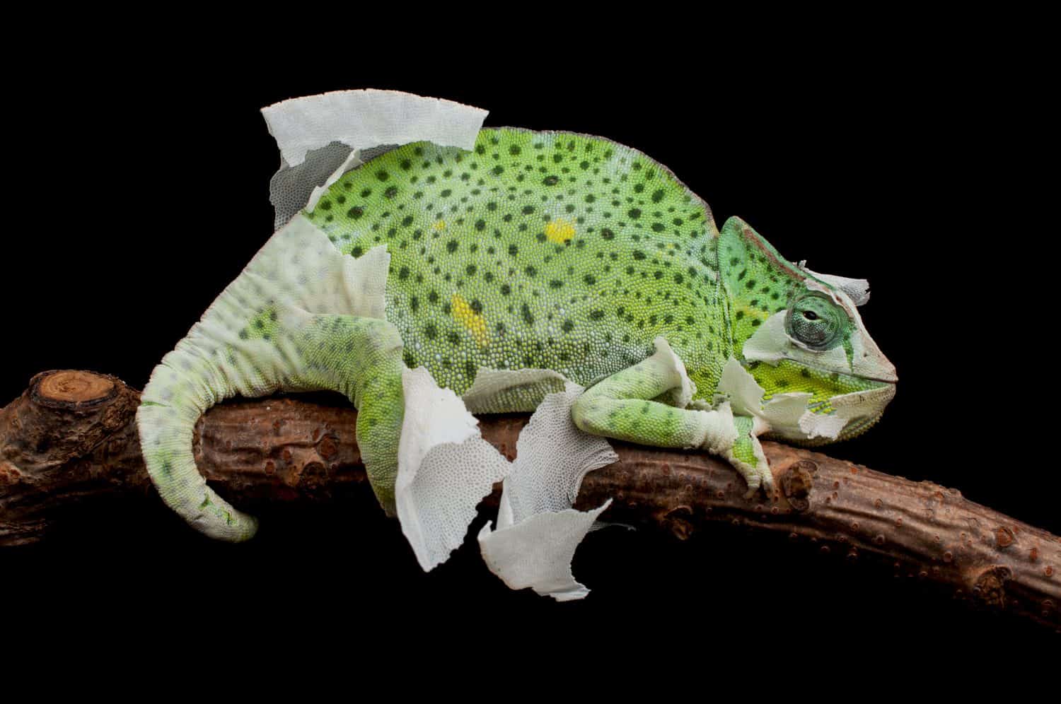 A shedding female Giant Usambara three-horned chameleon (Trioceros deremensis) from montane forest in the Usambara mountains, Tanzania. Animal shows defensive behavior - open mouth and spot pattern