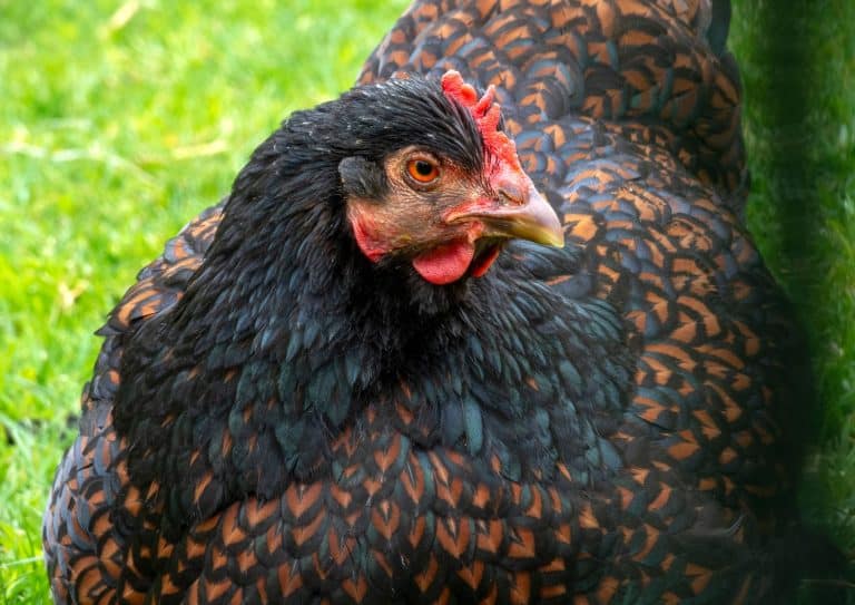 Barnevelder
