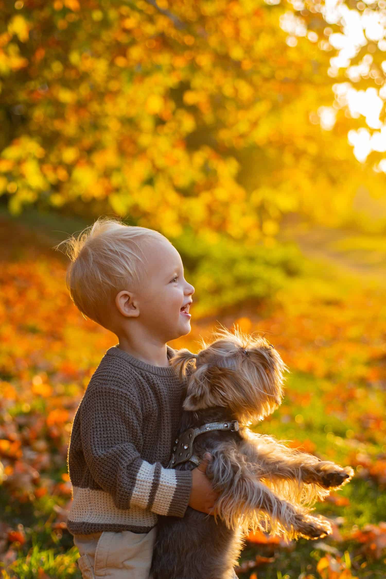 Happy childhood. Sweet childhood memories. Child play with yorkshire terrier dog. Toddler boy enjoy autumn with dog friend. Small baby toddler on sunny autumn day walk with dog. Warmth and coziness.