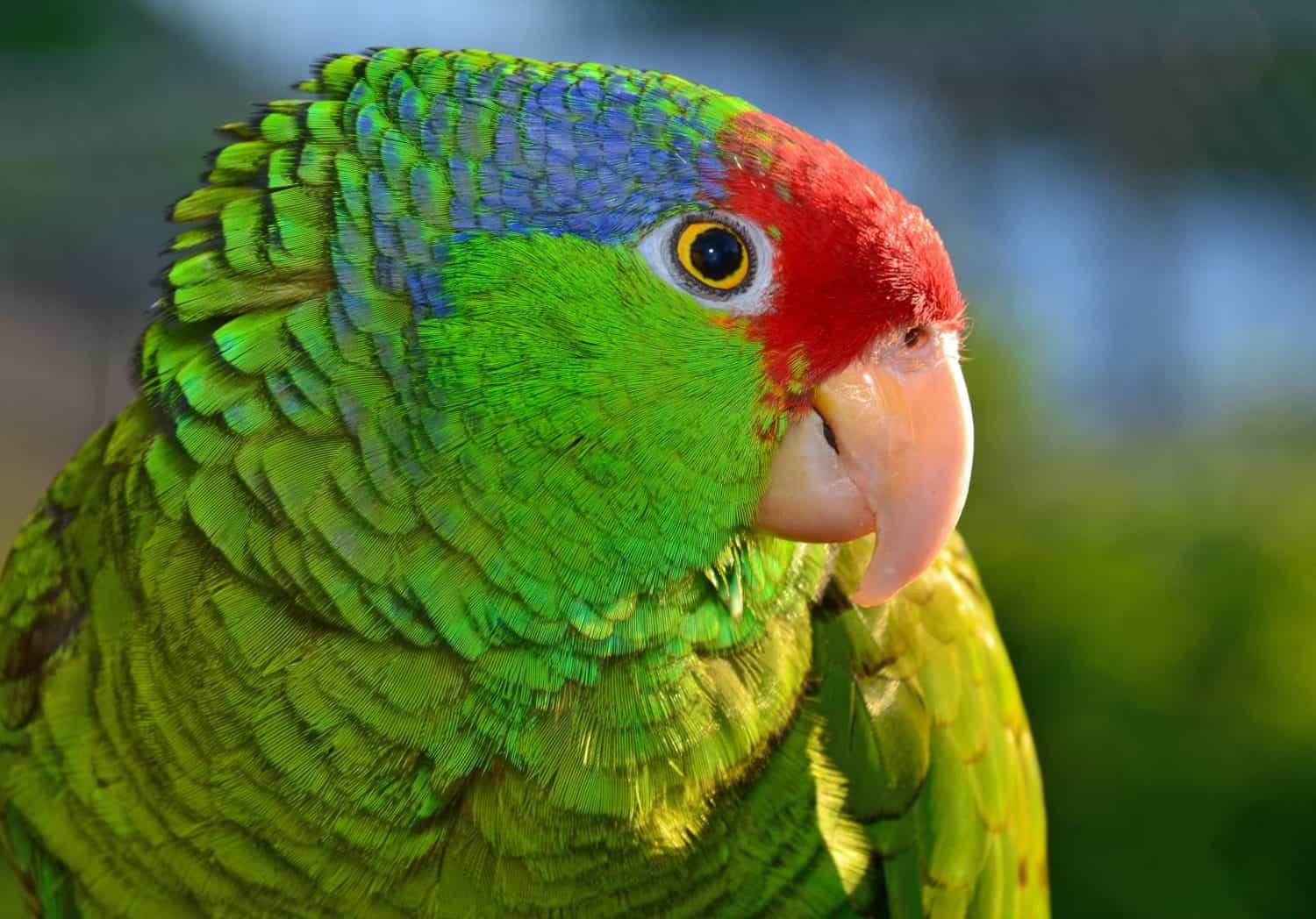 Beautiful Red Crowned Amazon. Parrot