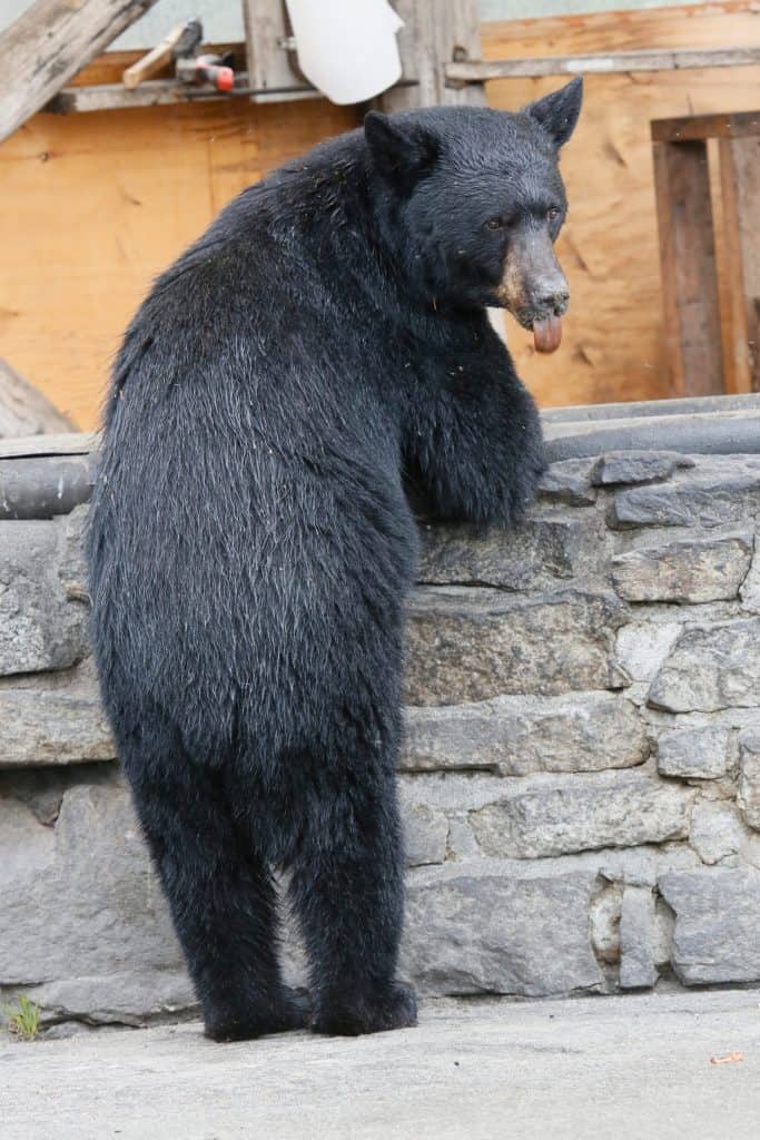 Brown bear enjoying Alaskan BBQ