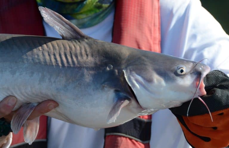 A close up of the head and front half of a medium size silver white blue catfish fish being held horizontally by a in a gloved hand on a sunny day