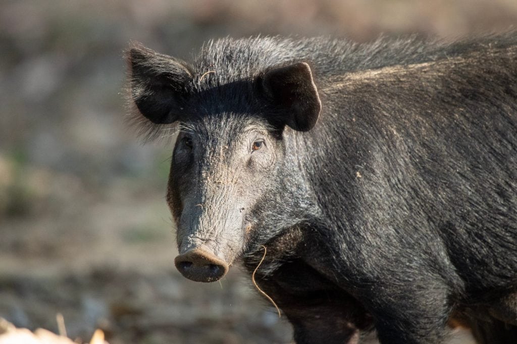 Australian Feral Pig rooting up the side of the river bank looking for food