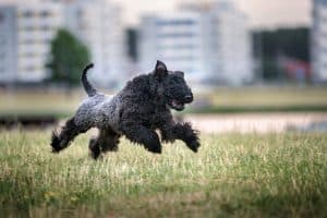 Happy kerry blue terrier playing outdoors.