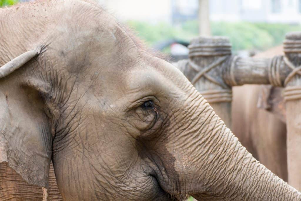 Asia elephant crying in the zoo