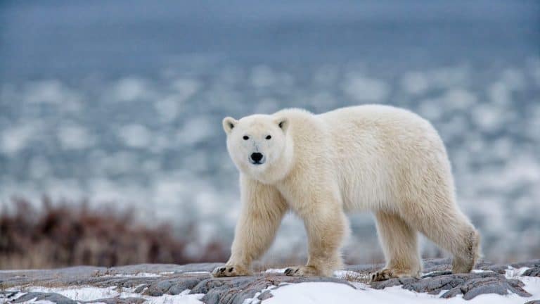 northern Ellesmere Island/Canada-01/21/2019. photo of polar bear in Canada