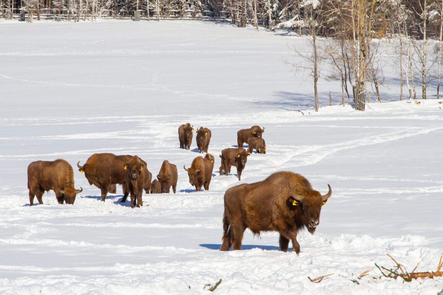 This buffalo is part of a herd on a farm in Kristanov, Czech Republic, near the Sumava national park. The Bisons are being bred in order to revive and maintain the genetic diversity, also for meat.