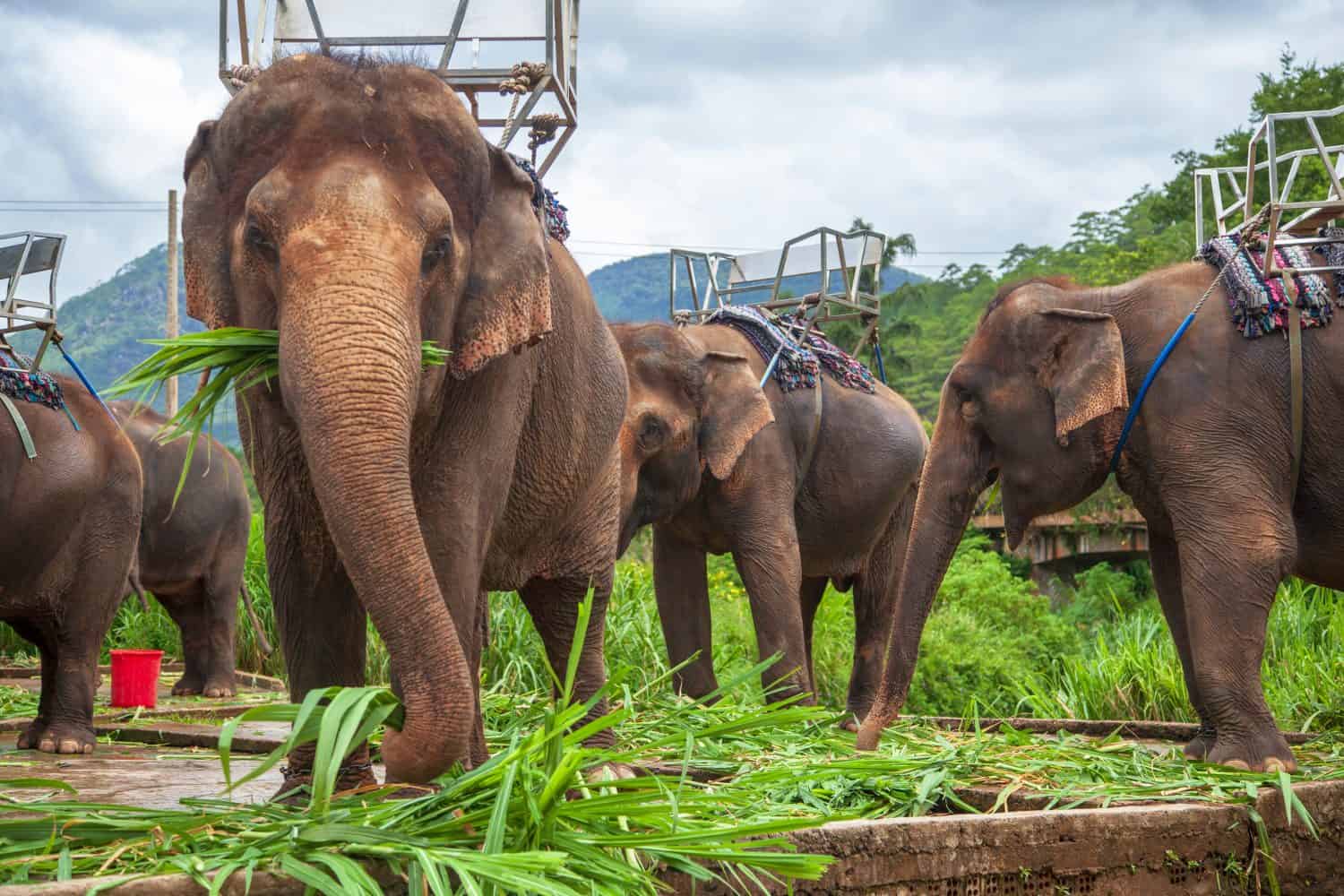 Elephant for riding. Elephant with a seat for riding, Vietnam 