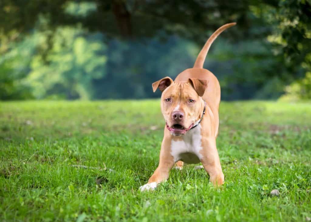 An excited and playful Pit Bull Terrier mixed breed dog crouching in a play bow position