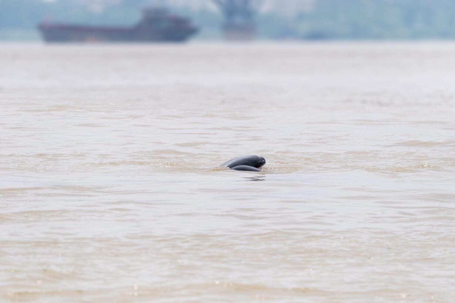 finless porpoise in the yangtze river, China