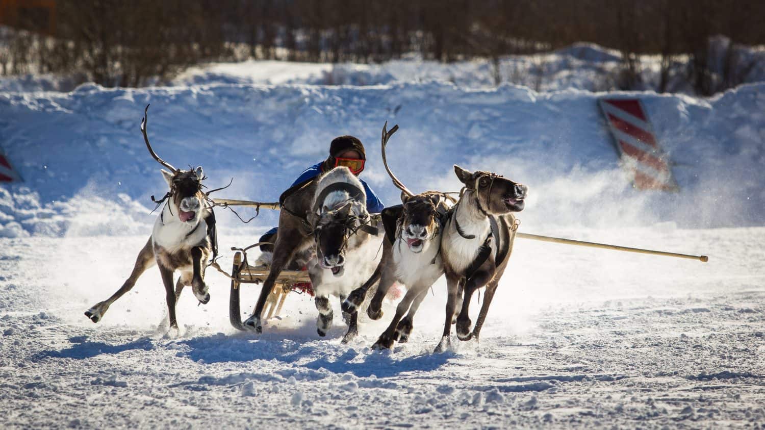 Reindeer sled races at a holiday in Nadym