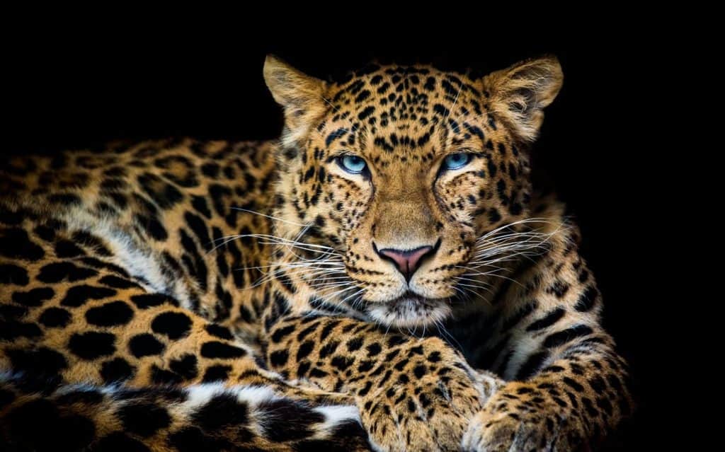 North China leopard Panthera pardus japonensis black backround Zoo