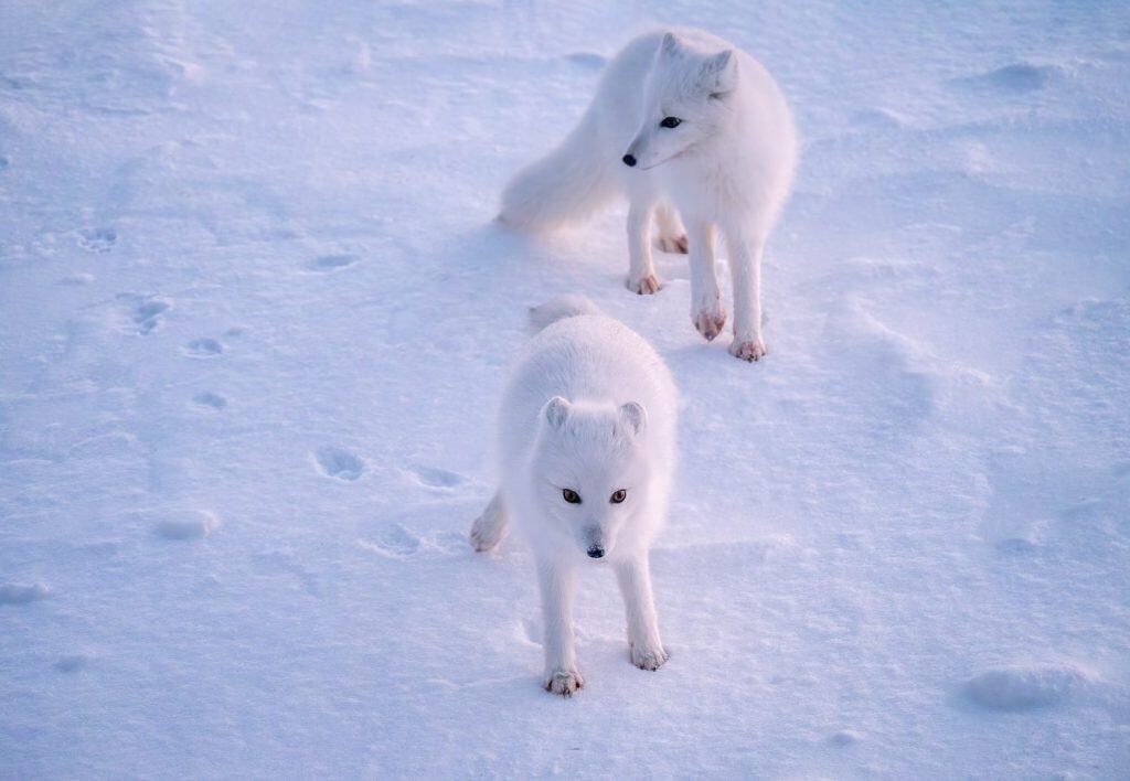 Focus on the front Arctic fox (Vulpes lagopus), as it stands near another in the winter snow in Churchill, Manitoba, Canada.