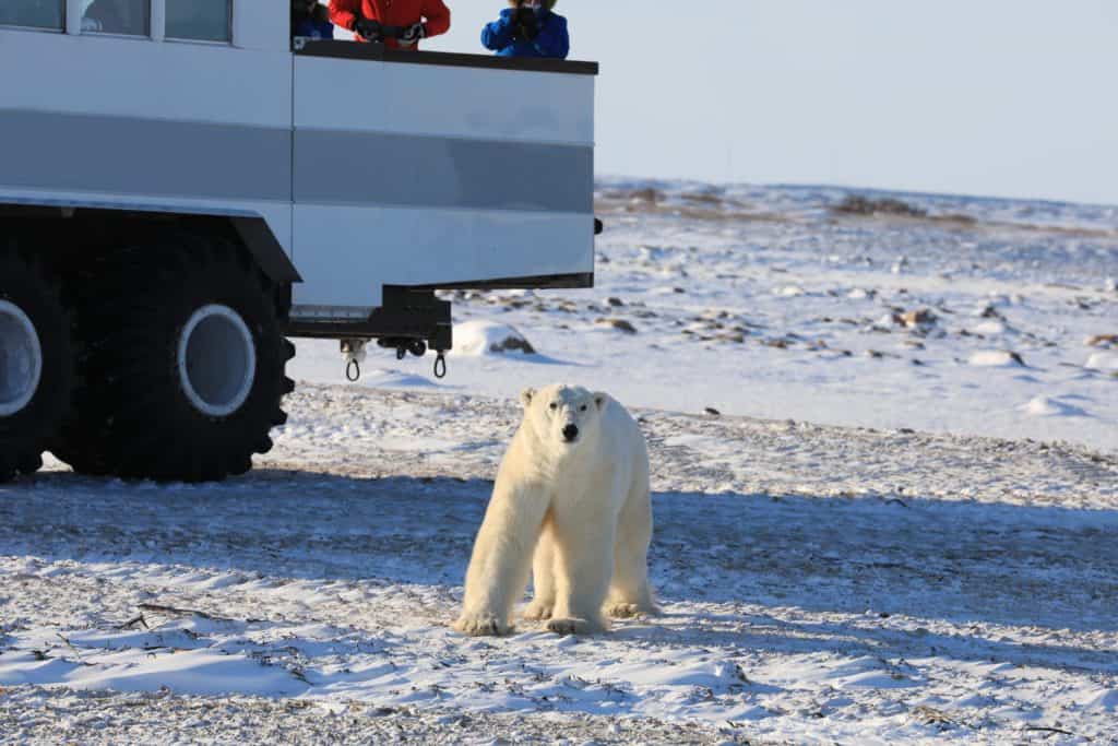 Tundra buggies provide transportation for viewing polar bears in Churchill, Manitoba Canada. The polar bears come right up to the vehicles to explore during this adventure tour vacation.